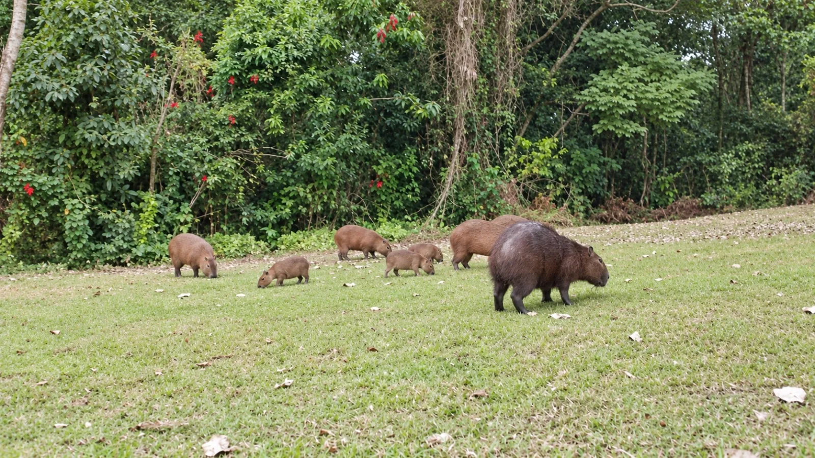 Diagnóstico e Manejo de Fauna em Áreas Urbanas