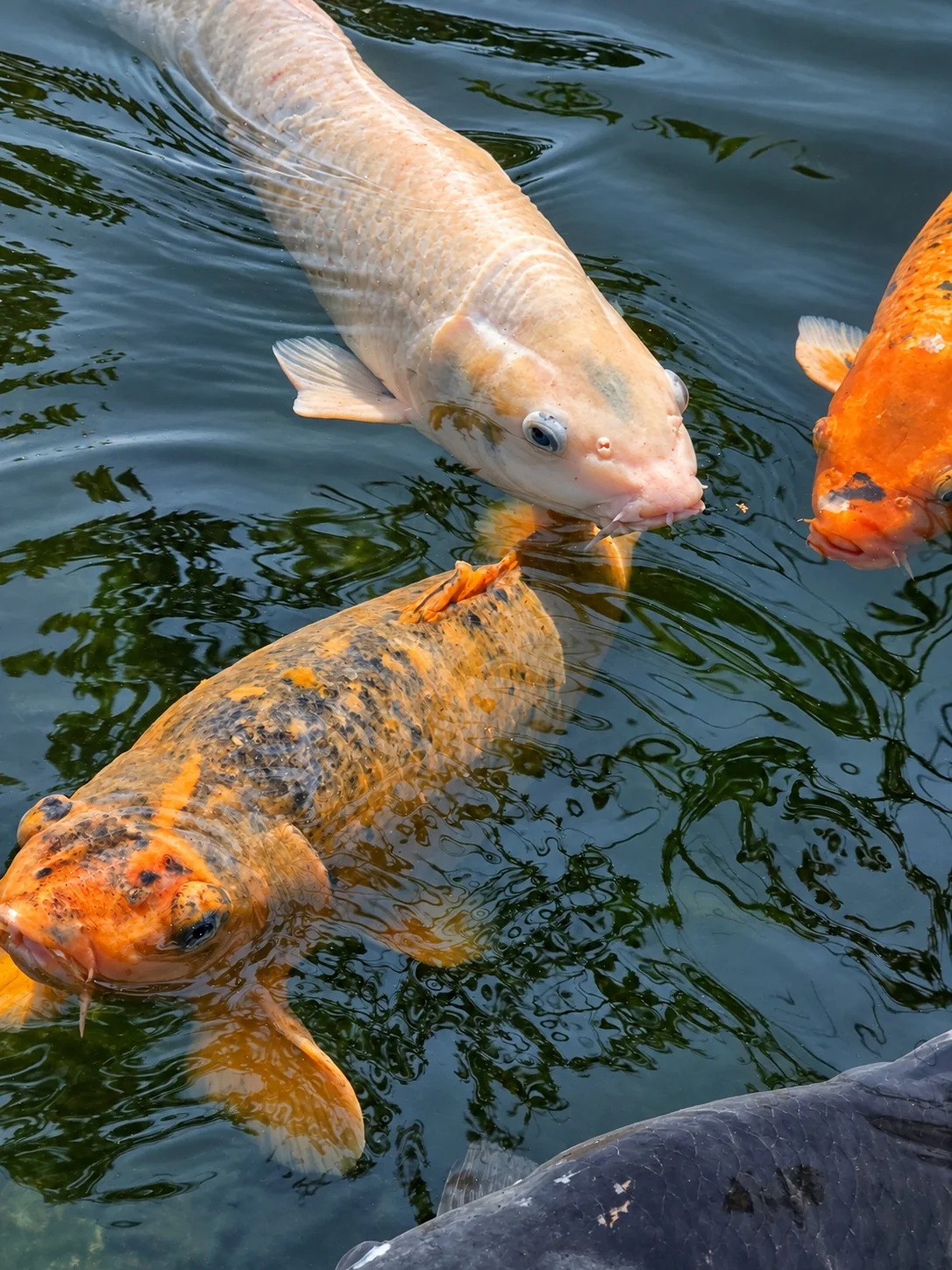 Qualidade da Água, Piscicultura e Saúde dos Peixes